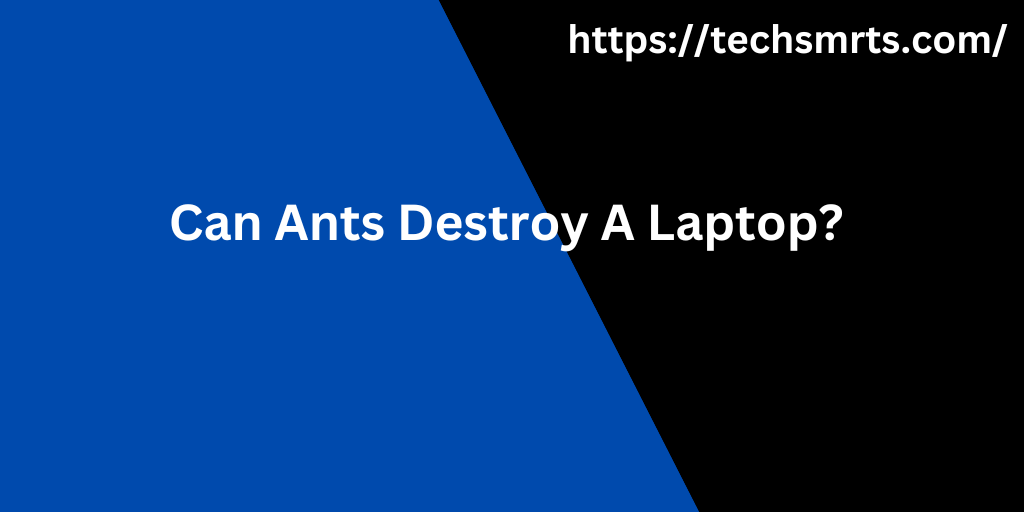 Can Ants Destroy A Laptop?